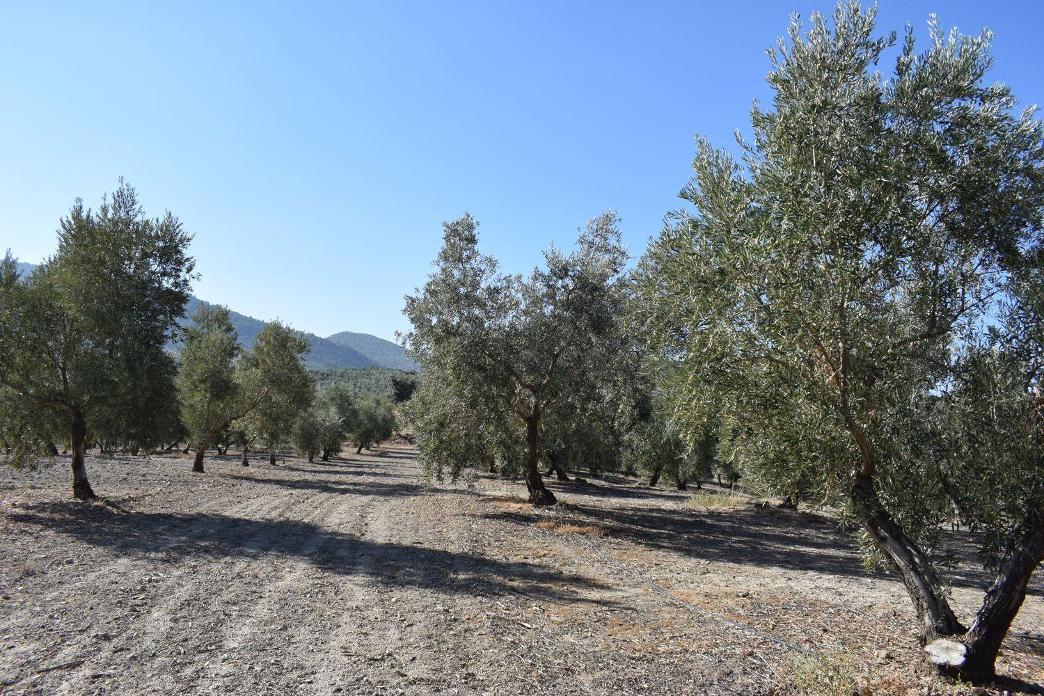 Terreno rural
